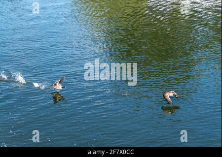 Un paio di oche canadesi prendono il volo vicino a Harleyford Marina tra Hurley e Marlow sul fiume Tamigi nel Buckinghamshire, Gran Bretagna. Foto Stock