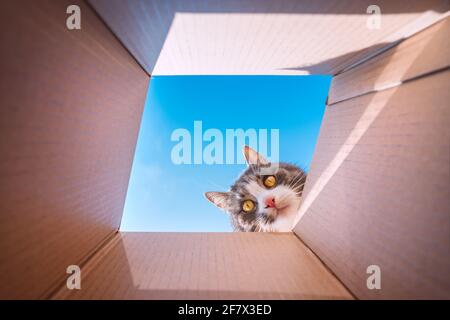 Divertente gatto giocoso che guarda in scatola di cartone. Cat ama giocare con la scatola di cartone Foto Stock