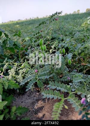 Cialda di ceci con piante verdi giovani sul campo Foto Stock