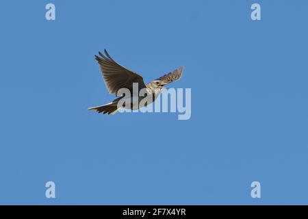 Eurasian Skylark (Alauda arvensis) che canta in volo Foto Stock