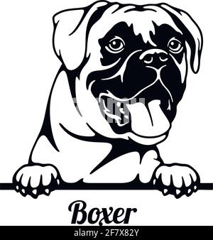 Boxer Peeking Dog - testa isolata su bianco Illustrazione Vettoriale