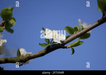 un bel fiore bianco in fiore in un ramo di a. albero di prugna e un cielo blu profondo sullo sfondo nel giardino in primavera closeup Foto Stock