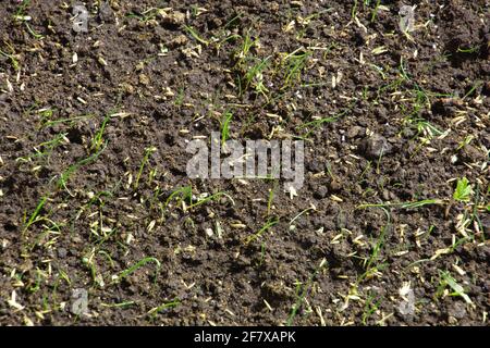prato da giardino con erba semina fresca e nuovi semi d'erba Foto Stock