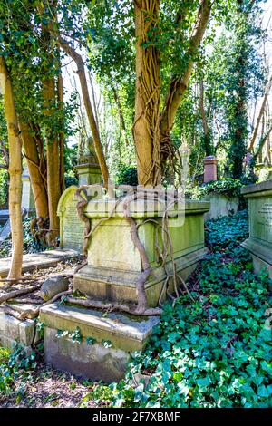 La tomba del petto è sopravfatta e ricoperta di spesse radici di alberi all'Highgate Cemetery West, Londra, Regno Unito Foto Stock