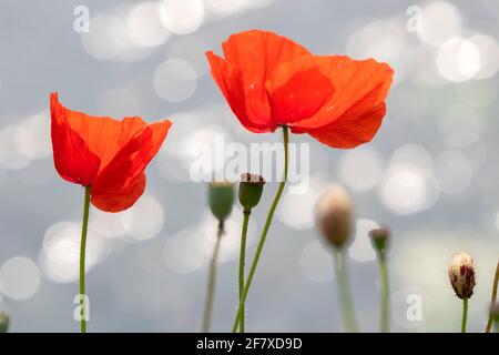 Primo piano Papaver Flower ad Amsterdam Olanda 12-6-2020 Foto Stock