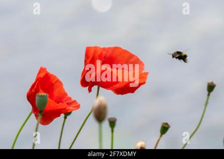 Primo piano Papaver Flower ad Amsterdam Olanda 12-6-2020 Foto Stock