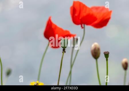 Primo piano Papaver Flower ad Amsterdam Olanda 12-6-2020 Foto Stock