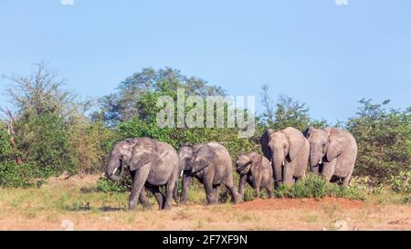 Piccolo gruppo di elefanti bush africani che camminano in savana nel Parco Nazionale Kruger, Sud Africa ; specie famiglia Loxodonta africana di Elefantidae Foto Stock