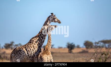 Giraffe madre che unisce il suo vitello nel Parco Nazionale Kruger, Sudafrica ; specie Giraffa famiglia camelopardalis di Giraffidae Foto Stock