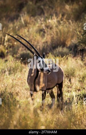 Orice sudafricano in erba retroilluminata alla luce del mattino nel parco transfontier di Kgalagari, Sudafrica; specie Oryx gazella famiglia di Bovidae Foto Stock