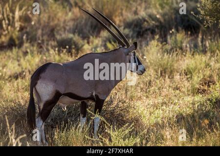 Orice sudafricano in erba retroilluminata alla luce del mattino nel parco transfontier di Kgalagari, Sudafrica; specie Oryx gazella famiglia di Bovidae Foto Stock