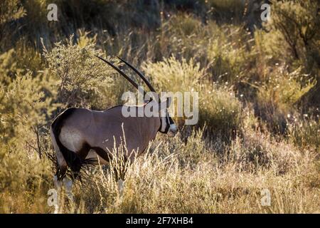 Orice sudafricano in erba retroilluminata alla luce del mattino nel parco transfontier di Kgalagari, Sudafrica; specie Oryx gazella famiglia di Bovidae Foto Stock