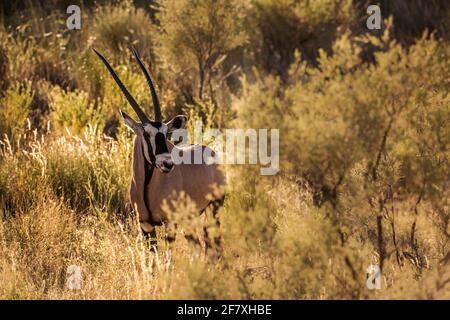 Orice sudafricano in erba retroilluminata alla luce del mattino nel parco transfontier di Kgalagari, Sudafrica; specie Oryx gazella famiglia di Bovidae Foto Stock