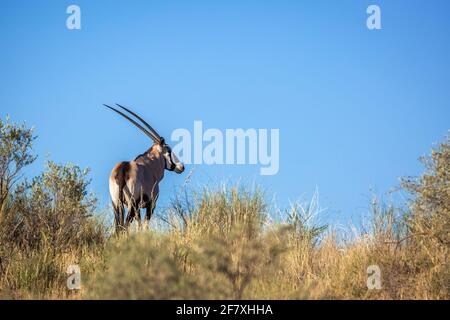 Orice sudafricano sulla cima di una duna isolata in cielo blu nel parco transfontier di Kgalagari, Sudafrica; specie Oryx famiglia gazella di Bovidae Foto Stock