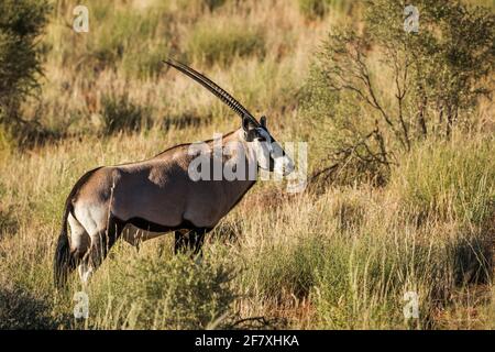 Orice sudafricano in luce mattutina nel parco transfontier di Kgalagari, Sudafrica; specie Oryx gazella famiglia di Bovidae Foto Stock