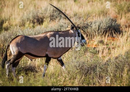 Orice sudafricano camminando nella savana nel parco transfontier di Kgalagari, Sudafrica; specie Oryx gazella famiglia di Bovidae Foto Stock