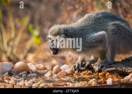 Scimmia Vervet in piedi al buco d'acqua nel Parco Nazionale di Kruger, Sudafrica; specie Chlorocobus pygerythrus famiglia di Cercopithecidae Foto Stock