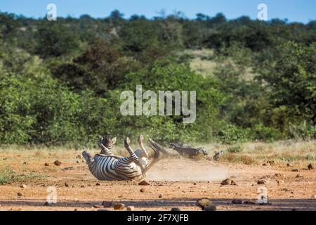 Pianure zebra grooming sul terreno nel Parco Nazionale Kruger, Sudafrica ; specie equus quagga burchellii famiglia di equidi Foto Stock