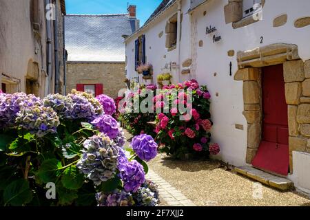 Frankreich, Piriac-sur-Mer, 08.07.2020: alte, traditionelle, bretonische Häuser mit Hortensienbüschen in einer Gasse in der kleiner Hafenstadt Piriac- Foto Stock