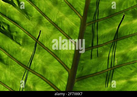 Primo piano composizione di una foglia verde retroilluminata con vene e aghi di pino. Foto Stock