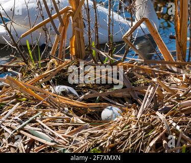 East Lothian, Scozia, Regno Unito, 10 aprile 2021. Regno Unito Meteo: swan Pair deporre uova. Questo cigno muto femmina ha avuto un anno movimentato, perdendo uno dei 4 cignets l'anno scorso così come il suo partner. Ha allevato 3 giovani fino a quando il freddo scatto in febbraio ha congelato il serbatoio. Tutti sono scomparsi, ma la femmina è tornata con un nuovo maschio e il processo è iniziato di nuovo. Due uova sono comparse nel nuovo nido che i cigni continuano a costruire. I cigni prendono 12-24 ore per posare un uovo alla volta in modo da più sono attesi. Le uova di cigno possono essere appena nel nido Foto Stock