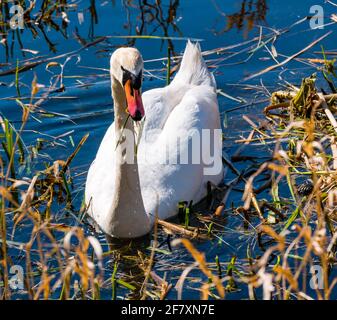 East Lothian, Scozia, Regno Unito, 10 aprile 2021. Regno Unito Meteo: swan Pair deporre uova. Questo cigno muto femmina ha avuto un anno movimentato, perdendo uno dei 4 cignets l'anno scorso così come il suo partner. Ha allevato 3 giovani fino a quando il freddo scatto in febbraio ha congelato il serbatoio. Tutti sono scomparsi, ma la femmina è tornata con un nuovo maschio e il processo è iniziato di nuovo. Due uova sono comparse nel nuovo nido che i cigni continuano a costruire. I cigni prendono 12-24 ore per posare un uovo alla volta in modo da più sono attesi. La femmina cigno che tira alle canne per costruire il nido Foto Stock