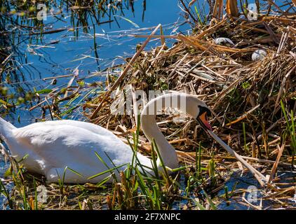 East Lothian, Scozia, Regno Unito, 10 aprile 2021. Regno Unito Meteo: swan Pair deporre uova. Questo cigno muto femmina ha avuto un anno movimentato, perdendo uno dei 4 cignets l'anno scorso così come il suo partner. Ha allevato 3 giovani fino a quando il freddo scatto in febbraio ha congelato il serbatoio. Tutti sono scomparsi, ma la femmina è tornata con un nuovo maschio e il processo è iniziato di nuovo. Due uova sono comparse nel nuovo nido che i cigni continuano a costruire. I cigni prendono 12-24 ore per posare un uovo alla volta in modo da più sono attesi. La femmina cigno che tira alle canne per costruire il nido con le uova appena visibili Foto Stock