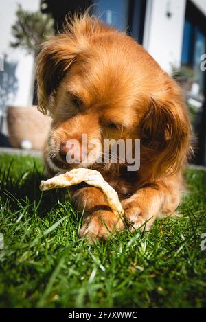 Spaniel marrone mescolare cane sdraiato in giù nell'erba verde in un giardino masticare su un bastone di cibo Foto Stock