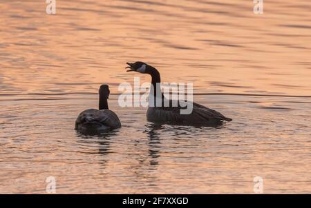 Oche del Canada, Branta canadensis, corteggiamento di coppia all'alba, Langrord, Wilts. Foto Stock