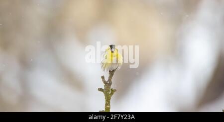 Spinus spinus seduto in inverno su un ramo di albero., la foto migliore. Foto Stock
