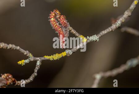 Catkins maschi di Pioppo grigio, Populus x canescens, in primavera. Foto Stock