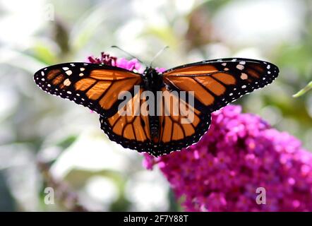 Danaus plexippus, Monarch Butterfly appollaiato sulla pianta di Buddlia, costa centrale della California. Foto di Jennifer Graylock-Graylock.com Foto Stock