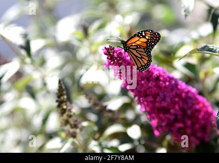 Danaus plexippus, Monarch Butterfly appollaiato sulla pianta di Buddlia, costa centrale della California. Foto di Jennifer Graylock-Graylock.com Foto Stock