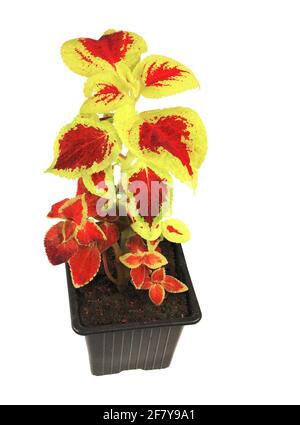 Coleus pianta dai colori brillanti, isolata su sfondo bianco. Foto Stock