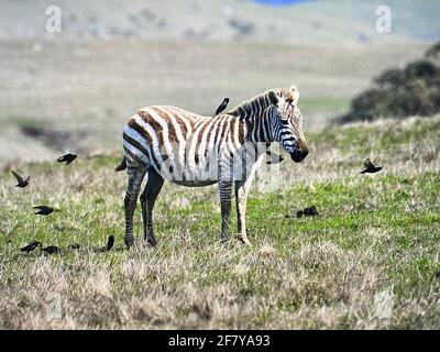 Zebre che pascolano con gli uccelli nel parco di San Simeon, il castello di hearst, la costa centrale della California. Foto di Jennifer Graylock-Graylock.com Foto Stock