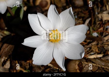 Sangue radice fioritura al mattino presto. È una pianta di fioritura erbacea, perenne, primaverile, originaria dell'America del Nord orientale. Foto Stock