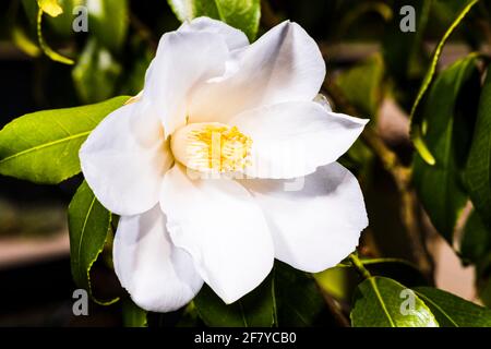 Primo piano di una grande testa di fiori Camellia in un giardino di primavera a nord di Londra, Londra, Regno Unito Foto Stock