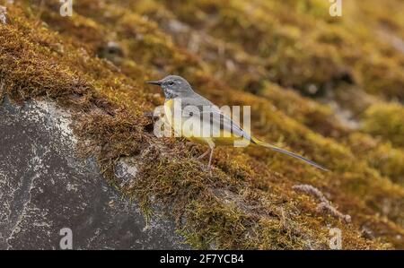 Wagtail grigio, Motacilla cinerea, che si nuota sul tetto mussoso, all'inizio della primavera. Foto Stock