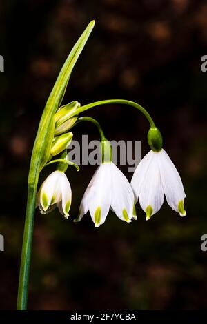 Primo piano di una testa di fiore Leucojum in un giardino di primavera a nord di Londra, Londra, Regno Unito Foto Stock