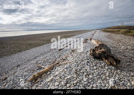 Driftwood al marchio di alta marea sulla spiaggia di ciottoli, Aberthaw, Galles, Regno Unito Foto Stock