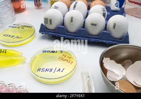 Nuovo ceppo di H5N8 influenza aviaria infettata nell'uomo, piastra Petri con campioni, immagine concettuale Foto Stock