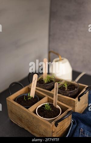 Set di due eleganti seedbed rustici con piante di pepe etichettate con bastoncini di legno, dove è scritta la parola 'Pepper'. Foto Stock