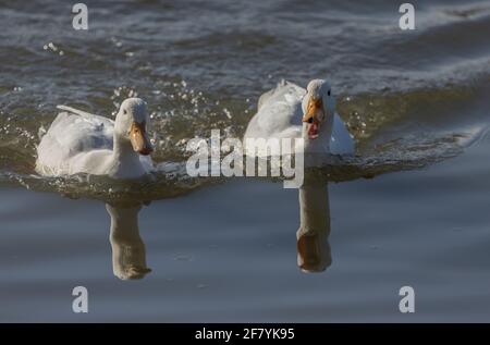 Aylesbury Ducks, o ibrido, naturalizzato a Lodmoor, Dorset. Foto Stock