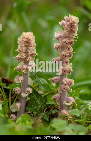 Toothwort, Lathraea squamaria, in fiore in primavera. Parassita sulle radici di Hazel (e acero di campo) Foto Stock