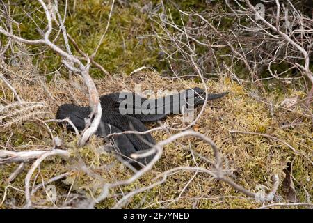 Serpente di sommatore melanistico (Vipera berus) nell'Hampshire, Regno Unito Foto Stock