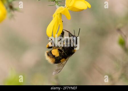 Bumblebee regina (Bombus terrestris) in coda di rombo su fiori di gola gialla che mostrano cestini di polline pieno, Regno Unito, aprile Foto Stock