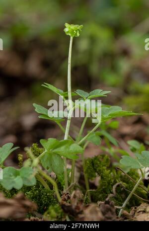 Moschatel, Adoxa moschatellina, in fiore in bosco all'inizio della primavera. Foto Stock