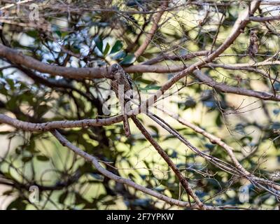 Messa a fuoco selettiva di un picchio pygmy giapponese arroccato su una filiale Foto Stock