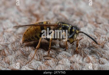 Regina comune wasp, Vespula vulgaris, su tappeto all'interno della casa dopo essere emerso dalla ibernazione. Foto Stock
