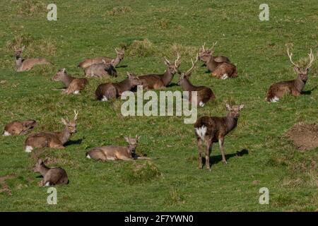 Gruppo di cervi Sika maschi, Cervus nippon, che riposano in prateria sulla costa del Dorset. Foto Stock